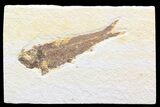 Bargain Knightia Fossil Fish - Wyoming #41067-1